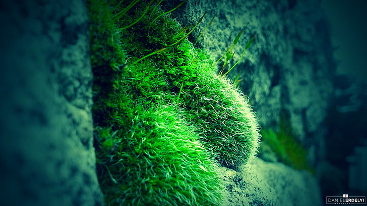 plante à feuilles vertes et noires, nature, mousse, photographie, vert, bleu, rocher, Fond d'écran HD