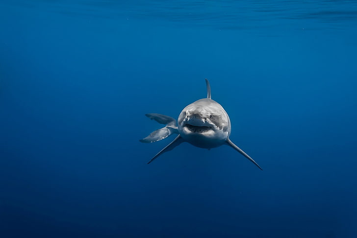 silver shark, animals, Great White Shark, underwater, sea, blue, tail, shark, HD wallpaper