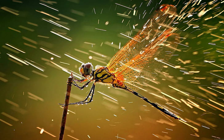 Dragonfly in the rain, orange and black dragonfly, dragonfly, animal, rain, HD wallpaper