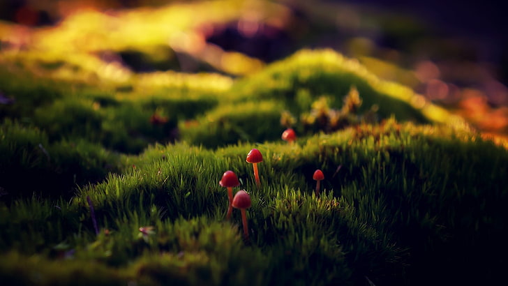 green and red fish painting, mushroom, moss, depth of field, grass, HD wallpaper