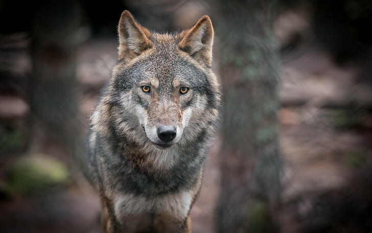 The gray wolf, eyes, predator, portrait, the gray wolf, HD wallpaper