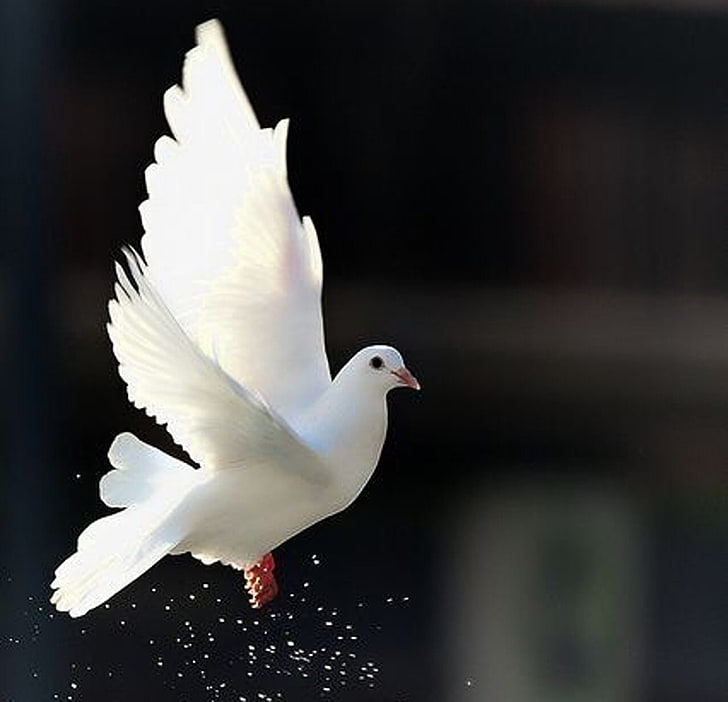 สัตว์สวยงามนกนกพิราบดอมสีขาว, วอลล์เปเปอร์ HD