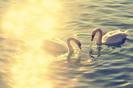 reflection, swan, lake, couple, HD wallpaper HD wallpaper