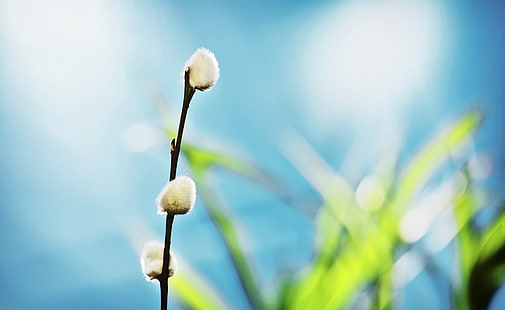 براعم الصفصاف ، زهور شجرة الصفصاف البيضاء ، أيرو ، طازجة ، صفصاف ، براعم ، صفصاف كس، خلفية HD HD wallpaper