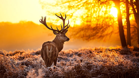 deer, stag, HD wallpaper HD wallpaper
