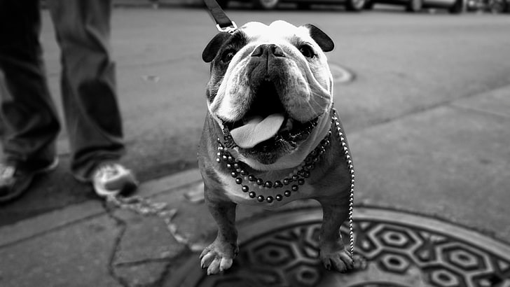 adult English bulldog, dog, bulldog, walk, thick, HD wallpaper