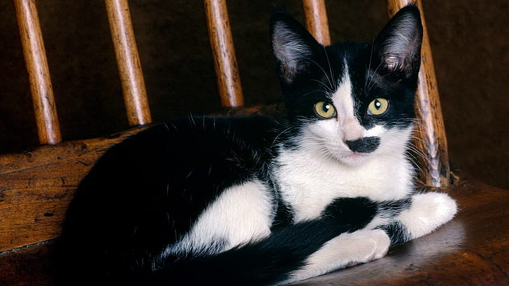 A Tuxedo Kitten On A Chair, tuxedo cat, feline, kitten, tuxedo, black and white, chair, animals, HD wallpaper