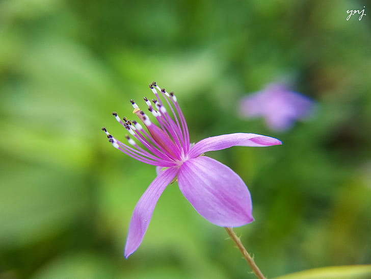 ungu bunga petaled dalam fotografi closeup, Indah, fotografi closeup, makro, hijau, smartphone, bunga ungu, alam, tanaman, daun bunga, bunga, Kepala bunga, close-up, keindahan Di Alam, ungu, Wallpaper HD