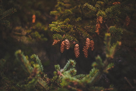 brown pinecones, cones, pine, needles, HD wallpaper HD wallpaper