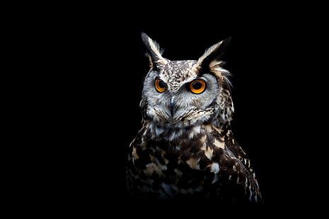 Owl, owl, background, view, HD wallpaper HD wallpaper