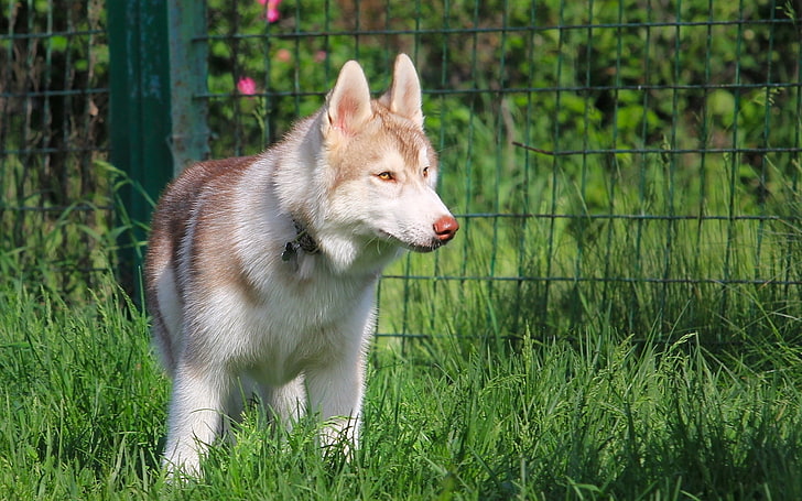 dewasa putih dan coklat Siberia husky, anjing, husky, mesh, rumput, berjalan, Wallpaper HD