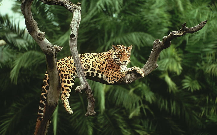 zwierzęta naturalne jaguary, Tapety HD