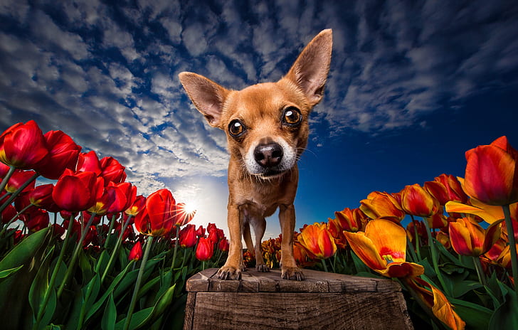 the sky, flowers, bench, blue, dog, spring, yellow, tulips, puppy, red, view, Chihuahua, Tulip field, HD wallpaper