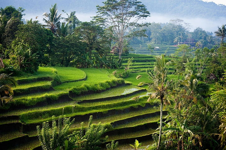 Bali, Green, Hills, Indonesia, landscape, Morning, nature, Palm Trees, photography, Rice Paddy, Shrubs, sunlight, Terraced Field, HD wallpaper