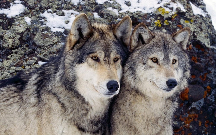 Tier, Wolf, HD-Hintergrundbild