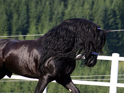 El líder frisón, frisones, caballos, animales, caballos grandes, naturaleza, caballos negros, Fondo de pantalla HD HD wallpaper