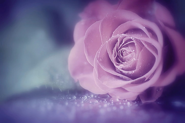 ピンクのバラ、花、マクロ、バラ、水滴、ピンクの花、 HDデスクトップの壁紙
