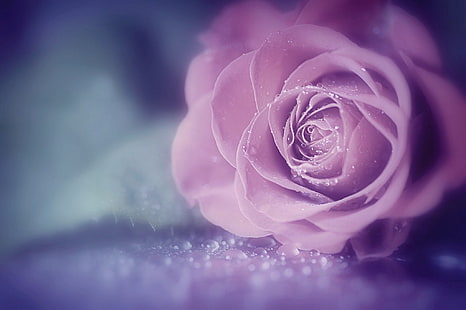 rosa rosa, flores, macro, rosas, gotas de agua, flores rosadas, Fondo de pantalla HD HD wallpaper