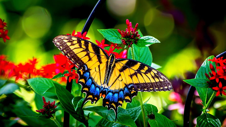 hermosa mariposa hd descargar, Fondo de pantalla HD