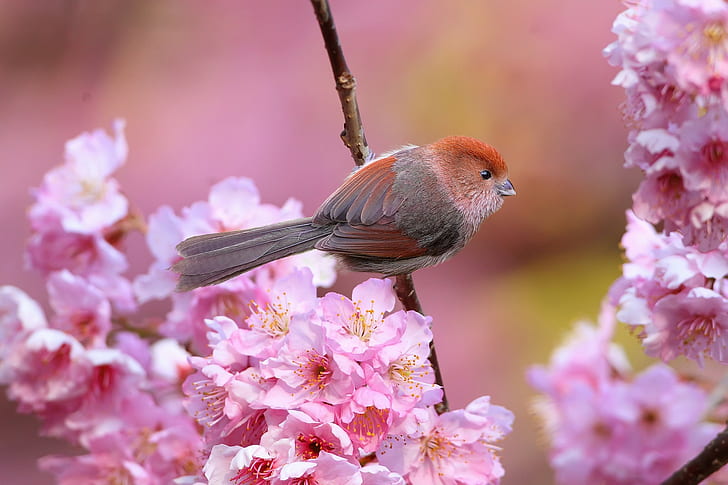 hewan, burung, bunga merah muda, bunga, merah muda, mekar, Wallpaper HD