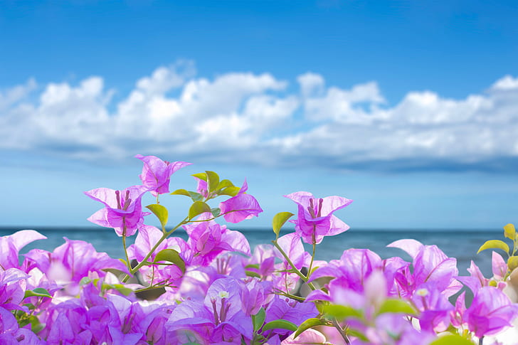 sea, beach, summer, the sky, the sun, flowers, pink, sunshine, sky, seascape, tropical, HD wallpaper