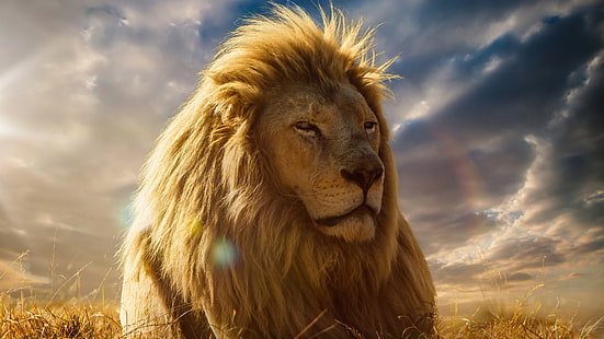 Lion 4K na pełnym ekranie HD, Tapety HD HD wallpaper