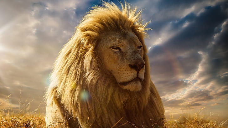 lion king 4k  for widescreen, HD wallpaper