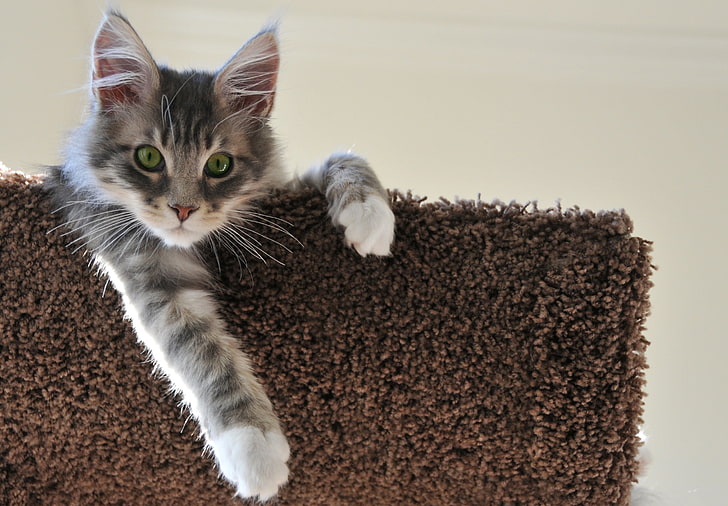 silver tabby cat, cat, ears, sit, paw, beautiful, HD wallpaper