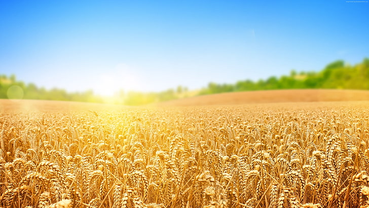 nature, wheat, sky, field, 4k, HD wallpaper