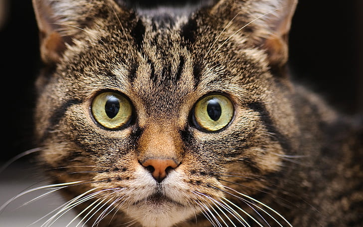 แมวระยะใกล้, ใบหน้า, ดวงตา, ​​หนวด, แมว, ใบหน้า, ดวงตา, ​​หนวด, วอลล์เปเปอร์ HD