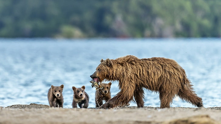 niedźwiedź brunatny, dzikiej przyrody, niedźwiedź, młode, rodzina, fauna, pustynia, naziemne zwierzę, jezioro kurylskie, Kamczatka, Rosja, rodzina niedźwiedzia, łosoś, Tapety HD