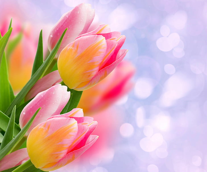 tulipanes, flores, 4k, Fondo de pantalla HD