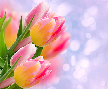 Tulpen, Blumen, 4k, HD-Hintergrundbild HD wallpaper