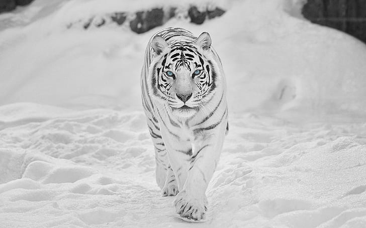 snow tiger Animals tigers HD, animals, tigers, HD wallpaper