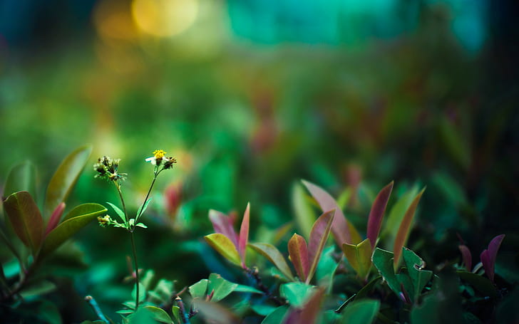 พืชสีเขียวชีวิตแมโครใบไม้, วอลล์เปเปอร์ HD