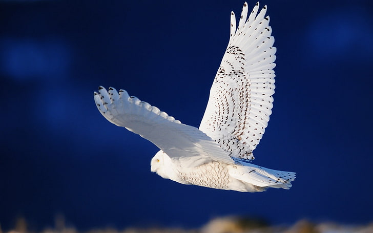 white owl, owl, bird, predator, flight, sky, HD wallpaper