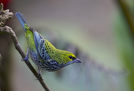 yellow, white, and black bird on tree branch, tanager, tangara, tanager, tangara, Speckled Tanager, Tangara guttata, yellow, white, black bird, tree branch, Costa Rica, Naturalist, Journeys, Gregory, Smith, Instagram, bird, animal, wildlife, nature, animals In The Wild, beak, multi Colored, outdoors, close-up, HD wallpaper HD wallpaper