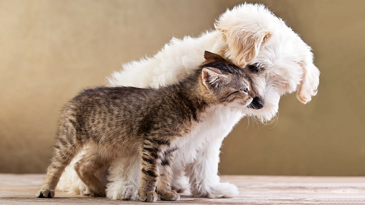 hewan, cinta, anak kucing, bayi hewan, anjing, kucing, alam, hewan peliharaan, Wallpaper HD