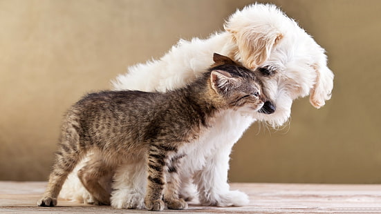 tiere, liebe, kätzchen, tierbabys, hund, katze, beschaffenheit, HD-Hintergrundbild HD wallpaper