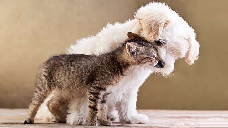 Мальтийский щенок и коричневый полосатый котенок, природа, животные, собака, кошка, детские животные, котята, домашнее животное, любовь, HD обои