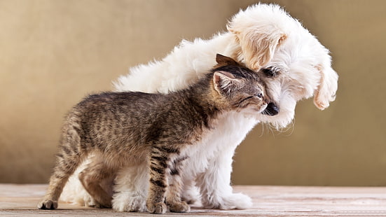 Maltesischer Welpe und braunes Kätzchen der getigerten Katze, Natur, Tiere, Hund, Katze, Tierbabys, Kätzchen, Haustier, Liebe, HD-Hintergrundbild HD wallpaper
