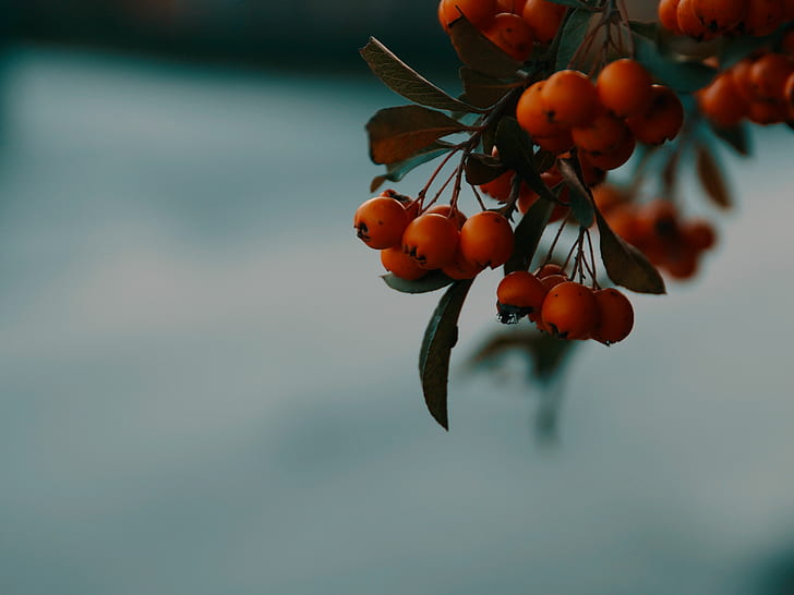 rowan, berries, branch, macro, autumn, HD wallpaper