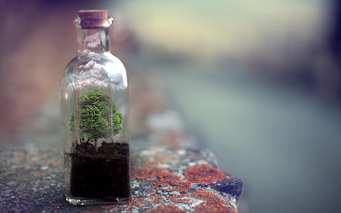 jarra de vidrio transparente, botellas, corcho, árboles, tierra, nubes, roca, profundidad de campo, terrario, Fondo de pantalla HD HD wallpaper