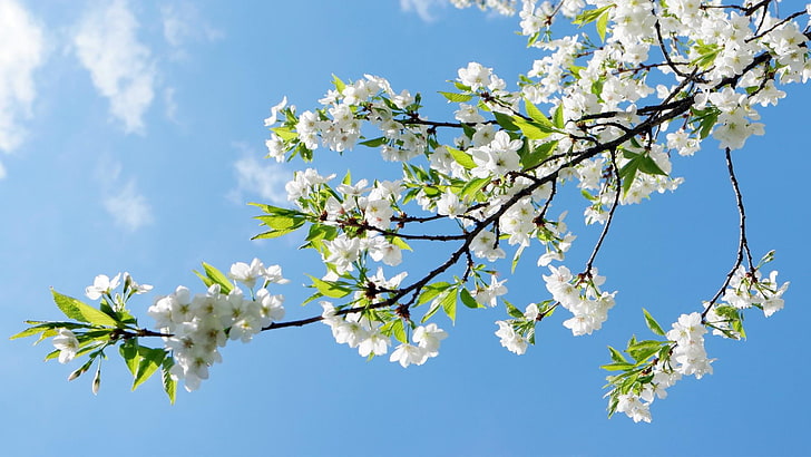árbol florido, soleado, cielo, florido, rama, Fondo de pantalla HD