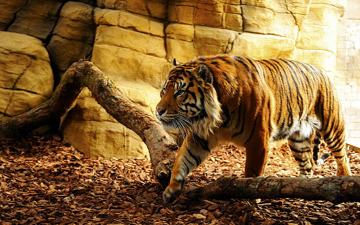 oranye dan harimau hitam, harimau, binatang, Wallpaper HD
