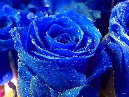 синий цветок розы, цветы, роза, синий, цветок, HD обои HD wallpaper