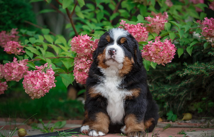 Anjing, Anjing Gunung Bernese, Bayi Binatang, Anjing, Bunga, Hydrangea, Kesayangan, Anak Anjing, Wallpaper HD