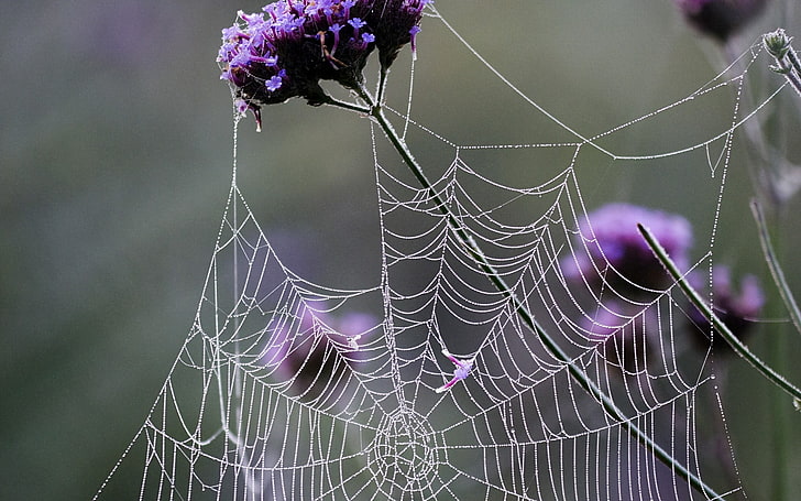 weißes Spinnennetz, Netz, Blumen, Netz, HD-Hintergrundbild