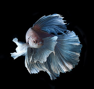 ปลากัดสีสันสดใสปลากัดสยามเขตร้อน, วอลล์เปเปอร์ HD HD wallpaper