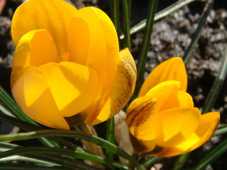 Pflanzen, Nahaufnahme, Tulpen, HD-Hintergrundbild
